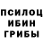 Псилоцибиновые грибы Psilocybine cubensis Botagoeva Tolganay